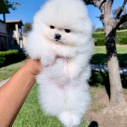 Ivory - White female Pomeranian puppy in Las Vegas, Nevada from PupsByNikki