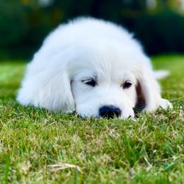 Golden Retriever Puppies from Golden Retrievers by Tiffany Ruthy
