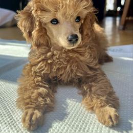 Lika - Apricot female Poodle puppy in Oceanside, New York from Anastasia Poodles three four seven seven five four two three four five