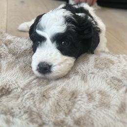 Gracie - Black and white female Bernedoodle puppy in Coventry, Rhode Island from Timber Trail Bernedoodles RI