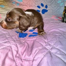 AKC Chloe - Chocolate and tan female Dachshund puppy in Knoxville, Tennessee from Thea's Puppies