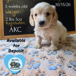 Zeus - Cream male Dachshund puppy in Hoquiam, Washington from Heyd's Mini Dachshunds