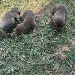 Boy 2 - Liver and tan male Bloodhound puppy in Tahlequah, Oklahoma from HNH Hounds
