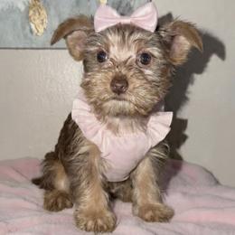 Yorkshire Terrier puppies from Everyonelovesyorkies