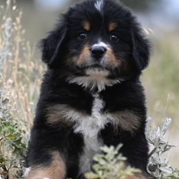 Red Collar Girl - Black tan and white female Bernese Mountain Dog puppy in Loveland, Colorado from Grateful Bernese & Gage's Goldens