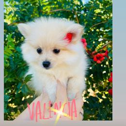 Valencia - Cream female Pomeranian puppy in Los Angeles, Santa Clarita, California from LT_Poms