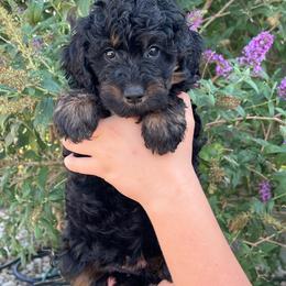 Nancy - Black female Bernedoodle puppy in Caldwell, Idaho from Treasure Valley Poodles