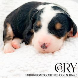 Cory - Tri-color female Bernedoodle puppy in Tipton, Indiana from Country Creek Doodles