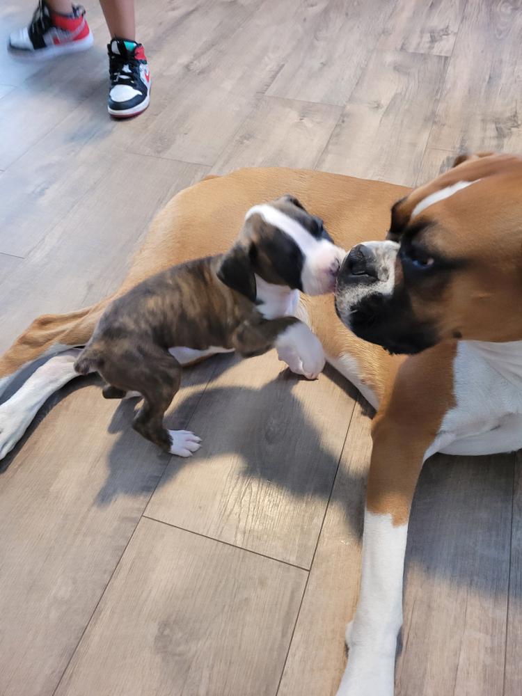 DD Boxer Puppies Of Florida In Florida Boxer Puppies Good, 54% OFF