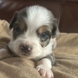 Miniature Australian Shepherds from Dream Dog Mini Aussies