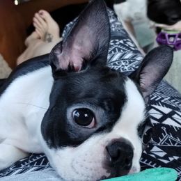 Friday - Boston Terrier