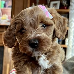 Goldendoodle Puppies from Celebrity Doodles MO