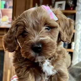 Goldendoodle Puppies from Celebrity Doodles MO