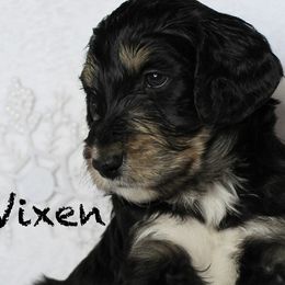 Vixen - Aussiedoodle puppy from Champion Farms Doodles