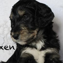 Vixen - Aussiedoodle puppy from Champion Farms Doodles