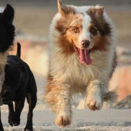 Australian Shepherd All Grown Up from Windmill Australian Shepherds