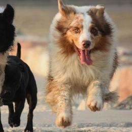 Australian Shepherd All Grown Up from Windmill Australian Shepherds
