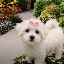 Daisy - White female Maltese puppy in North Myrtle Beach, South Carolina from Perfect Puppies