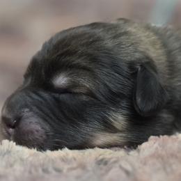 Tibetan Mastiff puppies from Alpine Tibetan Mastiffs