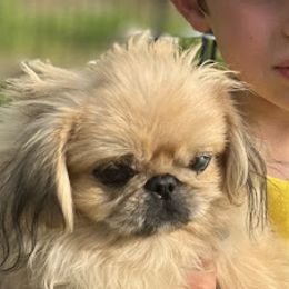 Pekingese from Amy’s Lil Pekingese