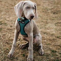 Weimaraner Puppies from Silver Spoon Weimaraners