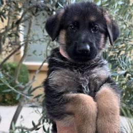 RENKA - Light Pink Collar - German Shepherd puppy from Central Coast German Shepherds