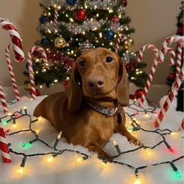 Ember - Dachshund