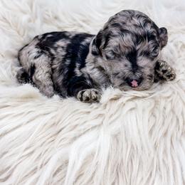 Blue Merle boy - Merle male Labradoodle puppy in Davison, Michigan from Dreaming Doodles