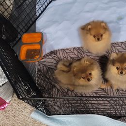 Pomeranian Puppies from Gypsy Poms