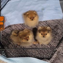 Pomeranian Puppies from Gypsy Poms
