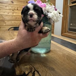Almond Joy - Black tri-color female Bulldog puppy in Hastings, Minnesota from Spot On