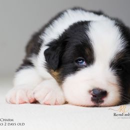 Australian Shepherd Puppies from RemEmber Australian Shepherds