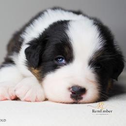 Australian Shepherd Puppies from RemEmber Australian Shepherds