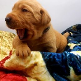 "Sargent barking orders" Labrador Retriever Puppies from Victory Retrievers