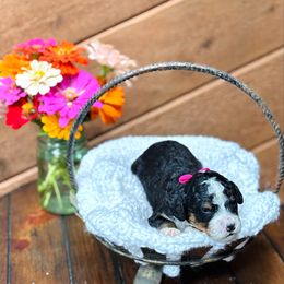 Pink girl - Tri-color female Bernedoodle puppy in Waukesha, Wisconsin from Bernedoodle Boutique (and Cavapoos)