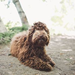 Gracie - Australian Labradoodle