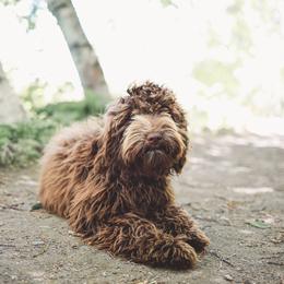 Gracie - Australian Labradoodle
