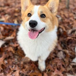 Cyrus - American Corgi