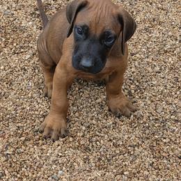 Leif red collar - Rd whtn blk nose male Rhodesian Ridgeback puppy in Gaffney, South Carolina from Circle D Farms