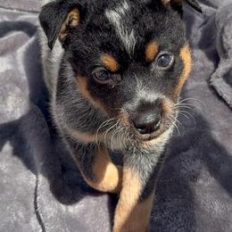 Imelda - Blue mottled female Australian Cattle Dog puppy in Seneca, Missouri from MO Morningstar Heelers