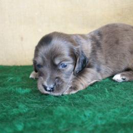 Behr - Dapple male Dachshund puppy in Pace, Florida from Shoebox Doxie’s