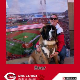 Bear - Saint Bernard