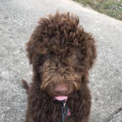 Cockapoos and Goldendoodles from K & L Doodles & Cockapoos