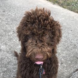 Cockapoos and Goldendoodles from K & L Doodles & Cockapoos