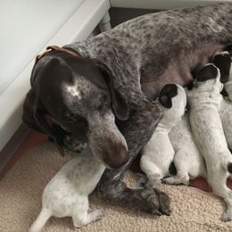 German Shorthaired Pointer Puppies from Wyndbourne German Shorthaired Pointers