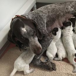 German Shorthaired Pointer Puppies from Wyndbourne German Shorthaired Pointers