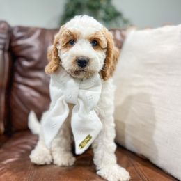 Hank - Parti male Goldendoodle puppy in Sulphur, Louisiana from Curly Q’s Of Carlyss