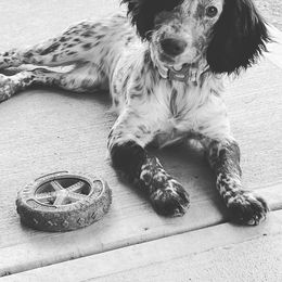 English Cocker Spaniel and Labrador Retriever Puppies from Blue Clay Kennels, LLC.