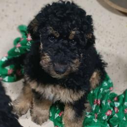 Dr. Robert Wyler DDS - Black phantom male Aussiedoodle puppy in Yacolt, Washington from Aussiedoodles by Maggie