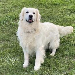 Scout - Golden Retriever